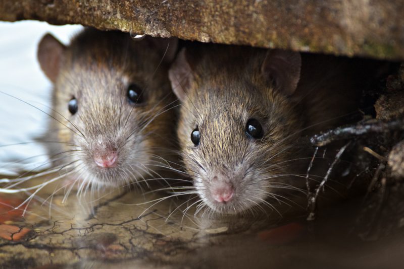 problème de rats à montréal_exterminateurs associés