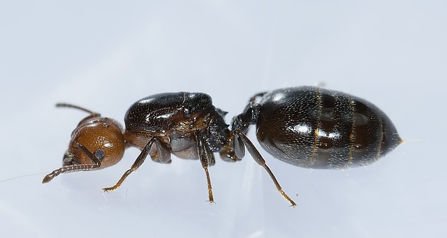 Comment survivre à une invasion de fourmis, Exterminateurs Associés, photo