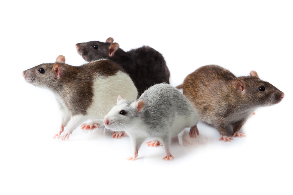 how to detect a problem with mice and rats, Exterminators photo