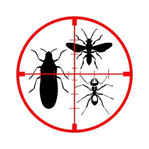 extermination insects montreal, Exterminateurs Associés, photo