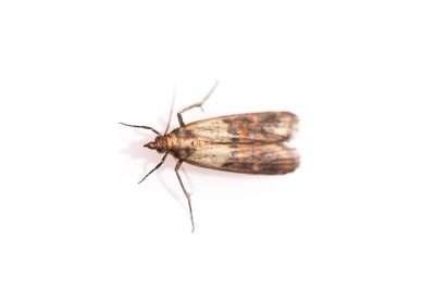 get rid of food moths, Associated Exterminators