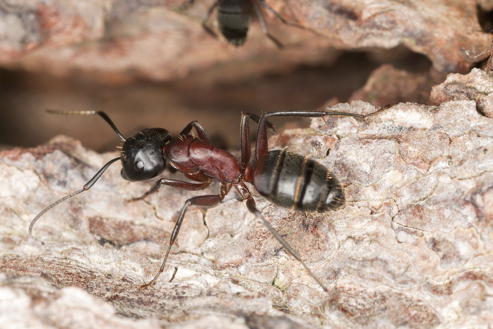 fourmi charpentiere, Exterminateurs Associes, photo