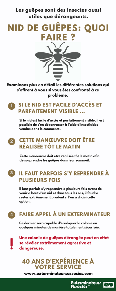 Infographic -Wasp Nest what to do, Associated Exterminators