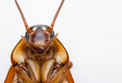 Cockroach extermination in Montreal