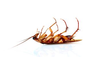 Dead cockroach extermination Montreal - Exterminateurs Associés, photo