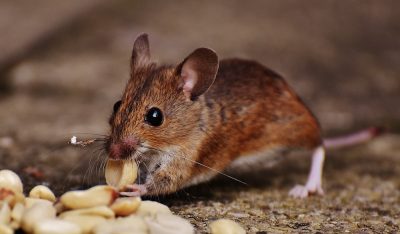 Montreal mouse exterminator