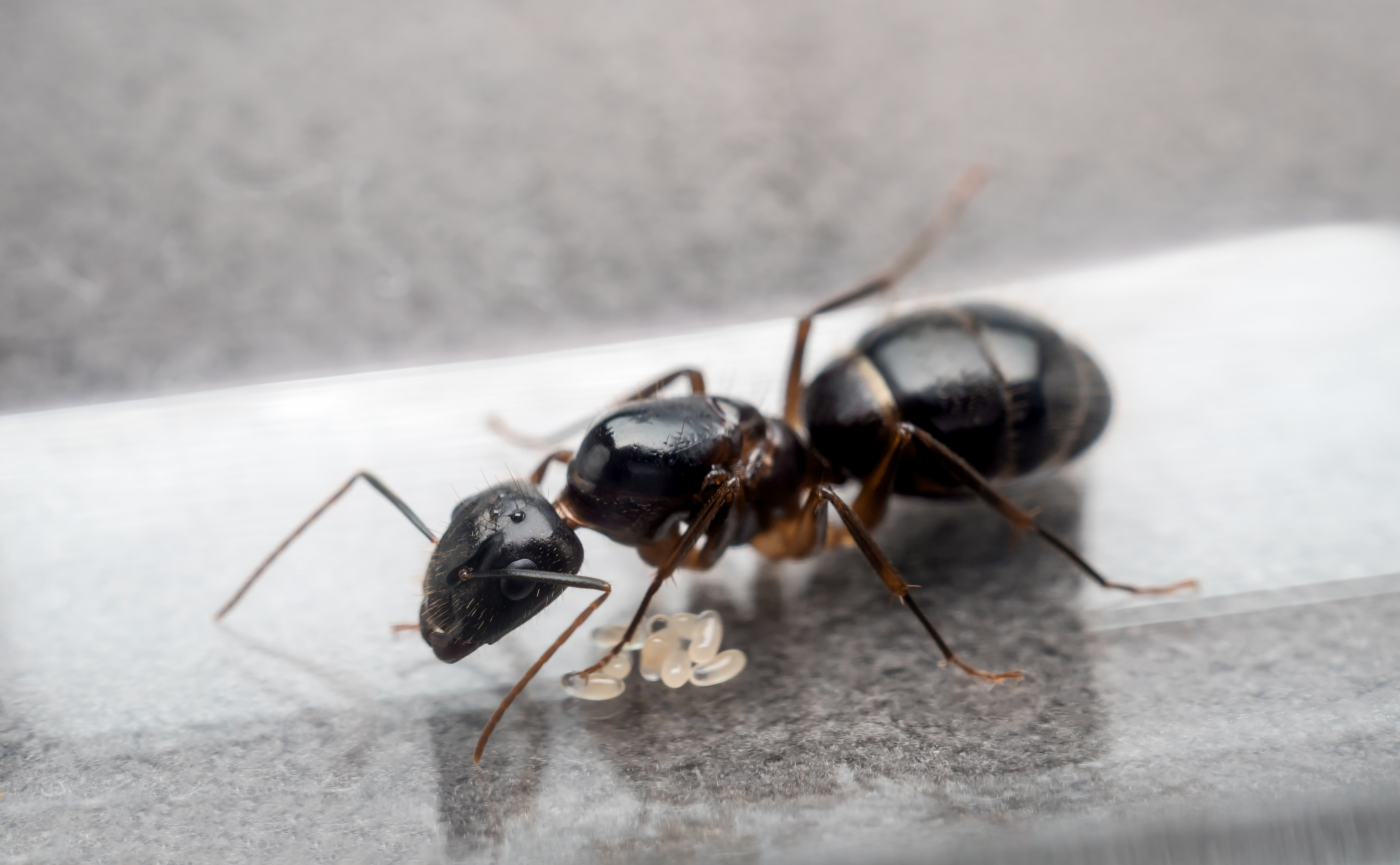 Carpenter Ants In Spring