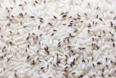 photo charançon du riz, Exterminateurs Associés