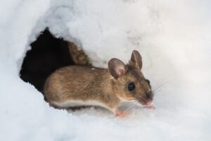 rongeurs en hiver