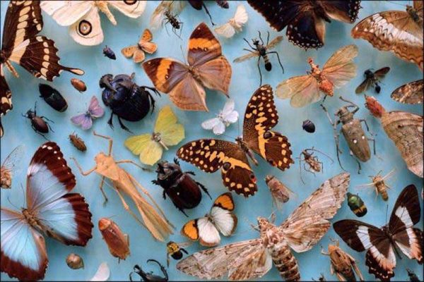 collection d'insectes, prévention d'infestation de dermeste du lard