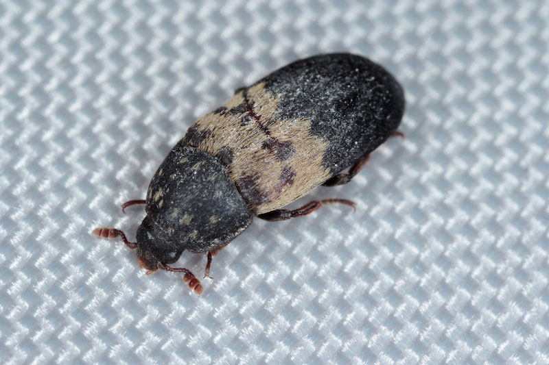black and light brown larder beetle commonly seen throughout Québec