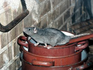 Rat extermination montreal