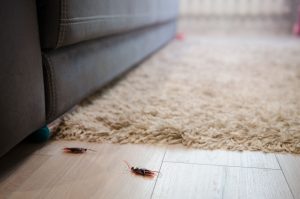 Conseils pour aider à l'extermination des coquerelles