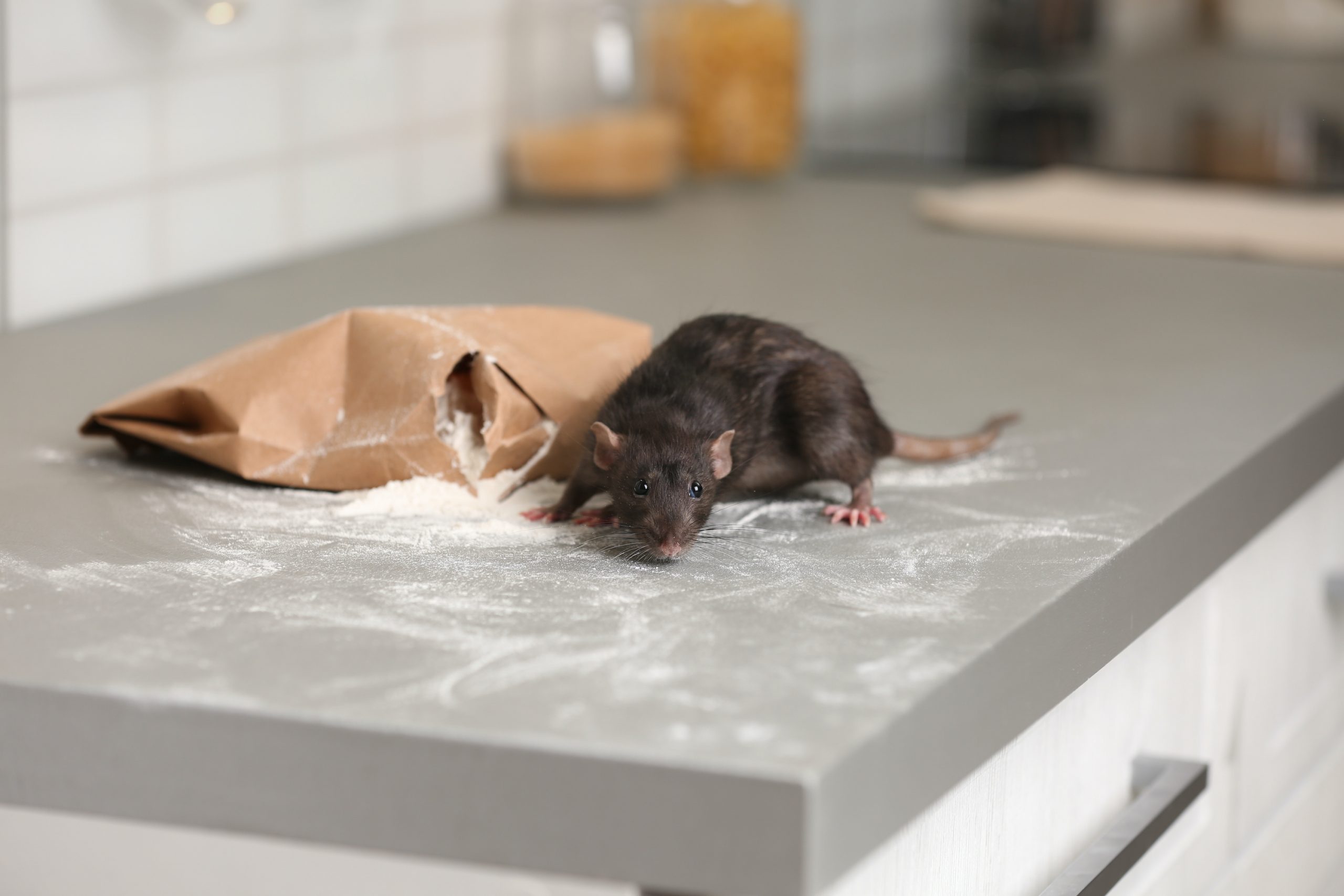 How-to-Prepare-Your-Home-for-Professional-Mice-Extermination