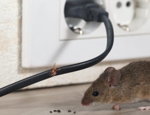 Tips for choosing a pest control service