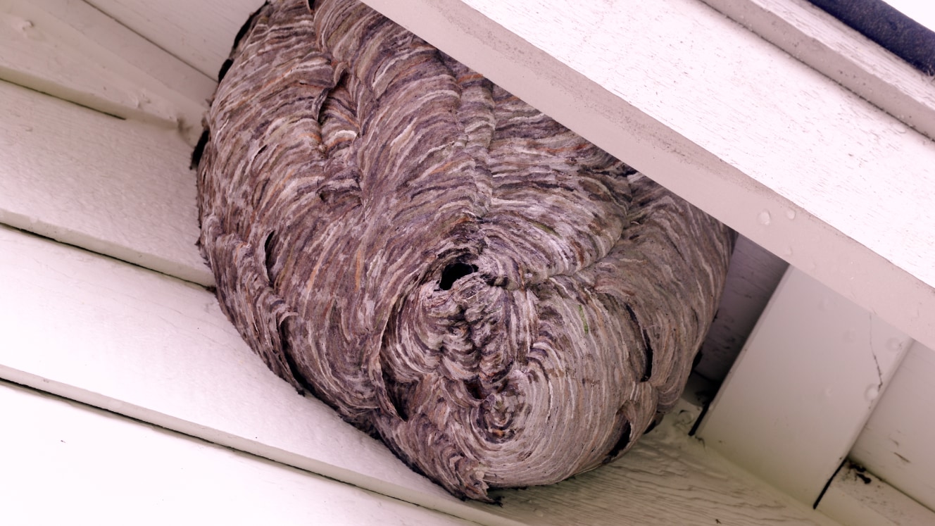 Un nid d'abeilles niché dans le toit d'une maison signifie la nécessité de faire appel à une compagnie de services d'extermination expérimentée