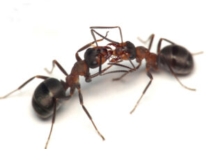 Close up of two ants imlying the need for an ant extermiation company.