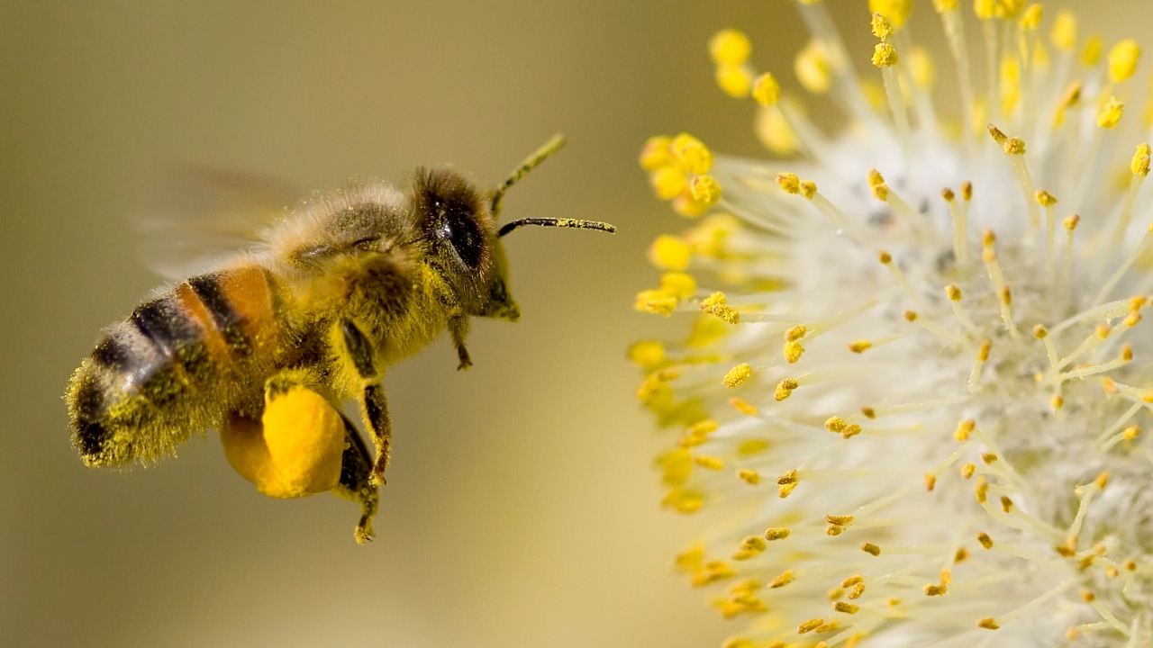 Bee exterminator - bee with pollen on its underside hovering next to a yellow flower