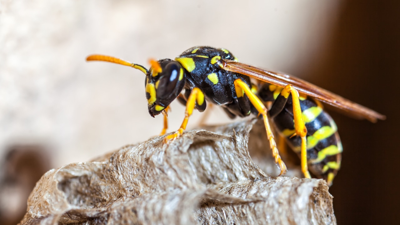 Wasp exterminator - close-up of a wasp on a wasp nest