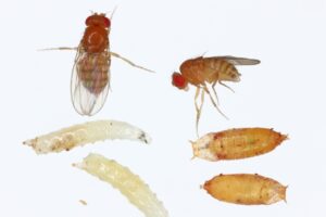 Deux drosophiles adultes, deux pupes et deux larves, photographiées sur un fond blanc.