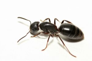 Black carpenter ant with long antennae, on a white background.
