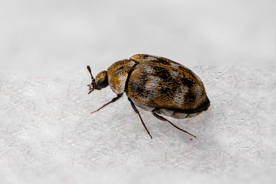 Carpet beetle with an oval, brown and white patterned shell, on a textured white surface.