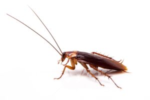 Brown cockroach with long antennae, on a white background.