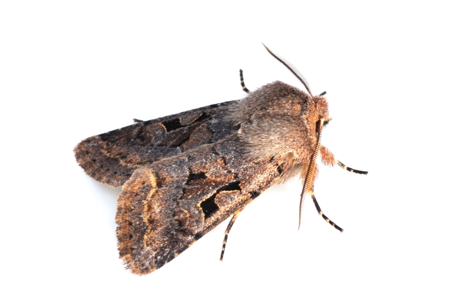 Brown moth with patterned wings, on a white background.