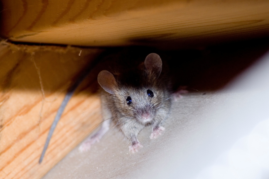 Une souris cachée dans un coin sombre d’un grenier à Montréal, un autre problème courant traité par les exterminateurs locaux.