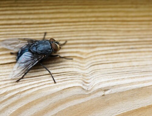Comment protéger votre logement des insectes?