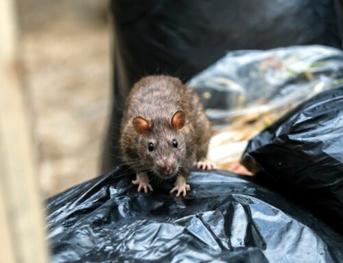 Explosion de la population de rats à Montréal en 2025: quoi faire?