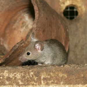 Une infestation de souris sylvestre sur un tuyau rouillé