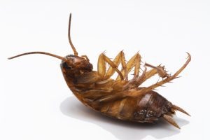 Une coquerelle devant fond blanc durant une extermination Laval
