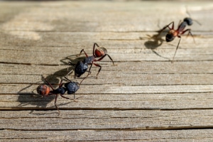 Fourmis charpentières sur balcon durant une extermination Laval