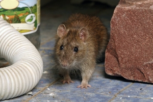 Souris commune dans une maison entre pierres et tuyaux. Besoin d'extermination Montréal-Nord
