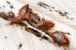 Punaises de lit brunes sur une surface textile blanche. Extermination Varennes
