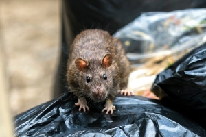 Un rat sur des sacs à ordure durant une extermination Villeray